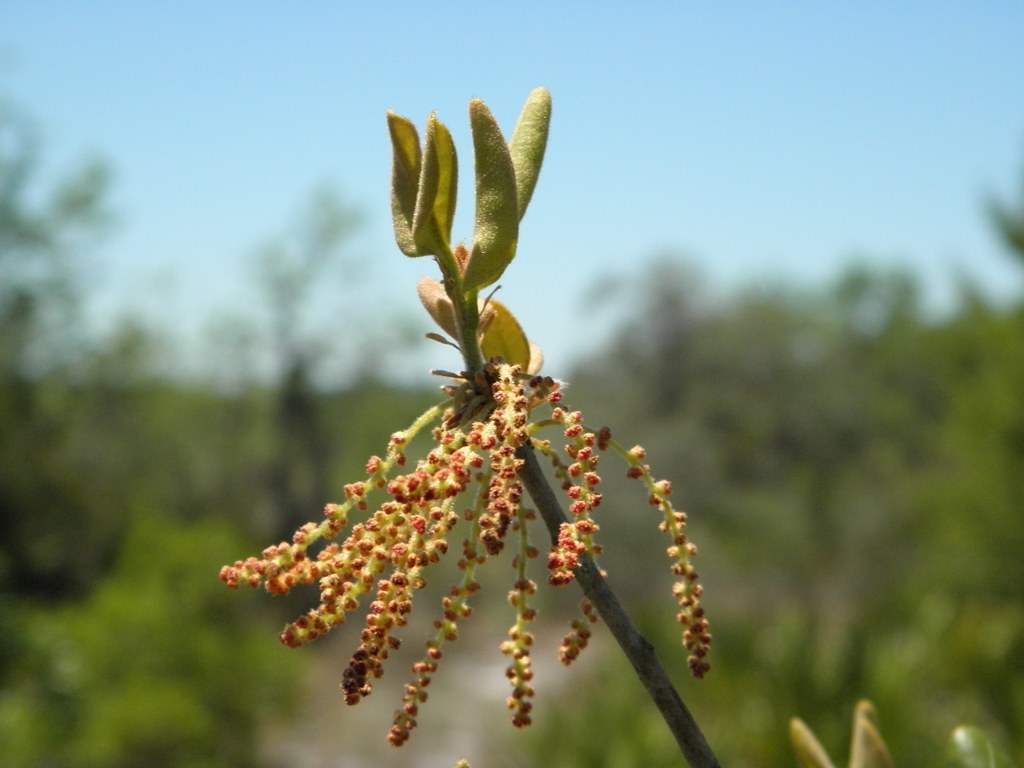 Quercus inopina; scrub oak Jason Sharp; Chance Reserve, Ma… Flickr