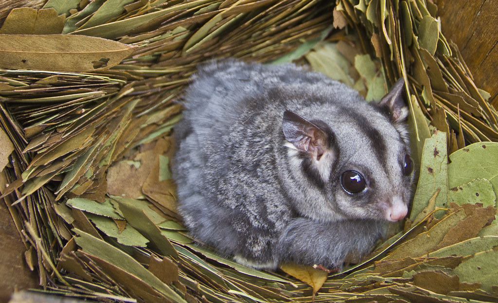 Sugar Glider Petaurus breviceps Central Victoria, Austra… Flickr