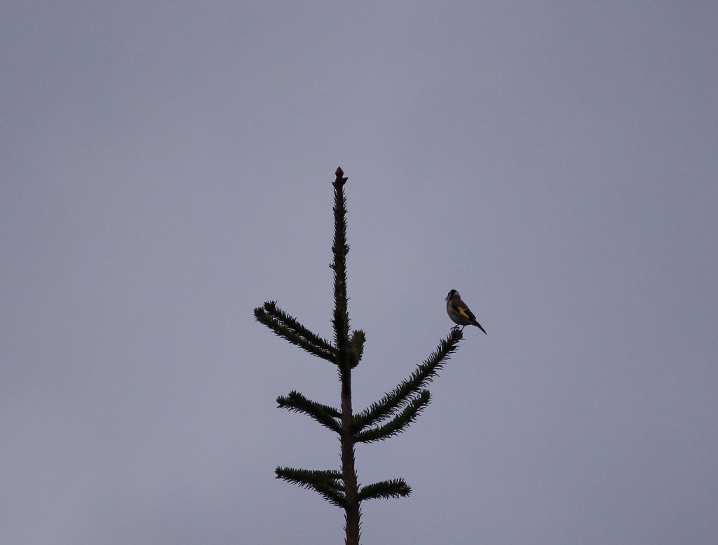 And today a Chaffinch! Weather not good though! arty.girl Flickr