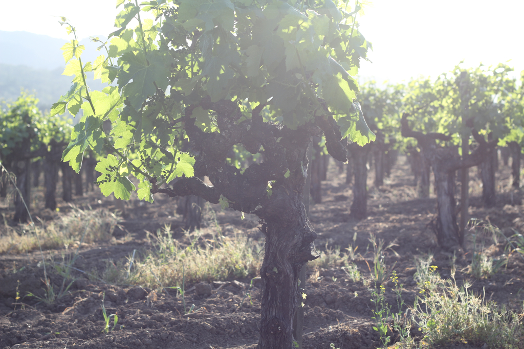 Rubicon Vineyard Kelly Gomez Flickr