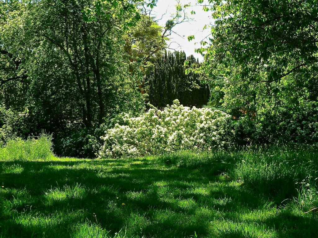 Dappled Shade Dappled shade, shrubs and trees. Taken from … Flickr