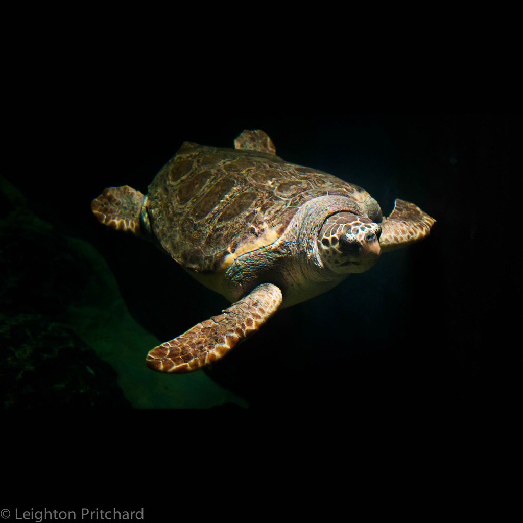 Gamera's great/Gamera's neat/Gamera's filled with turtle m… Flickr