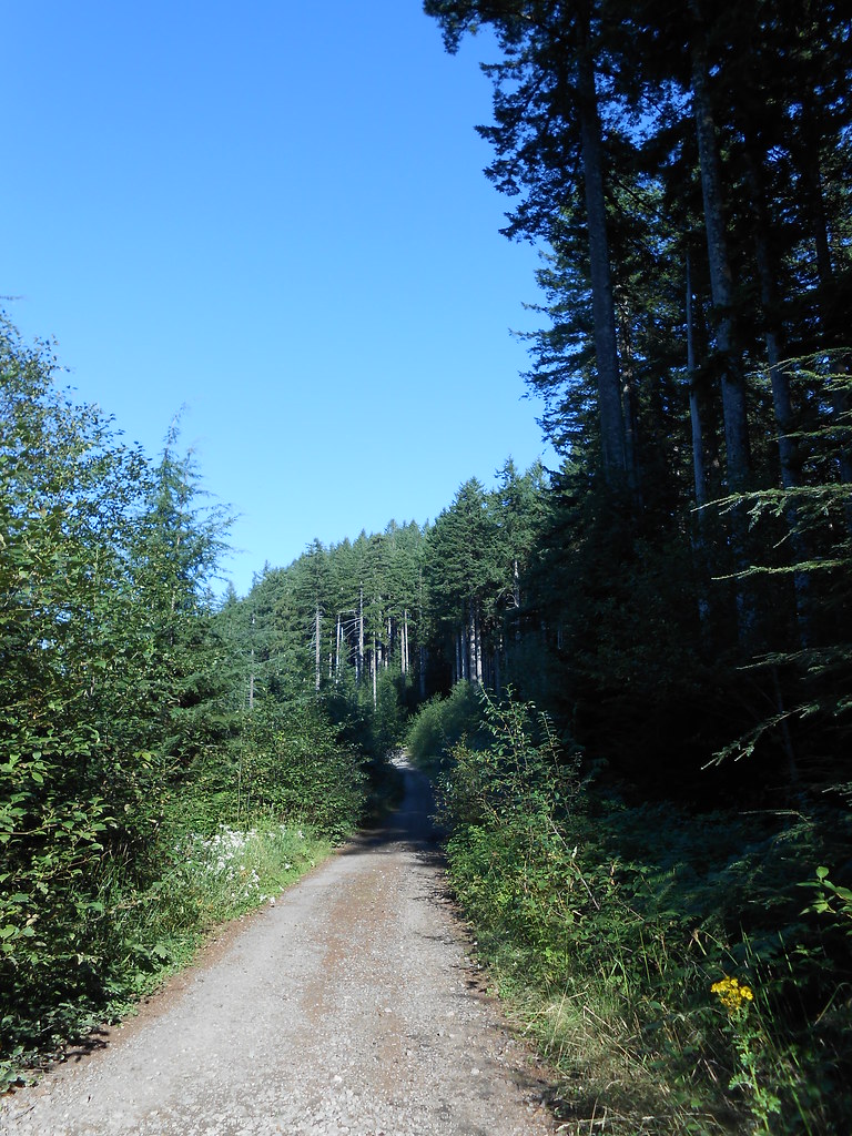 Gifford Pinchot National Forest Back up into some REAL tre… Flickr
