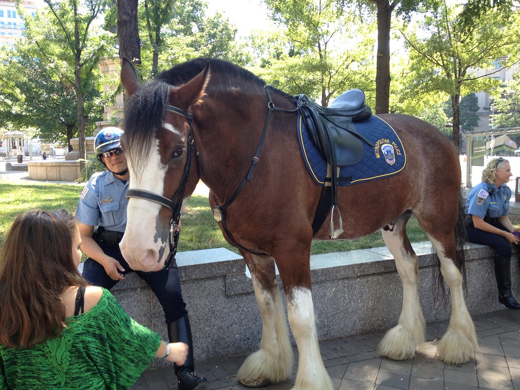 Day 236 Now that's a big police horse Took the group of ex… Flickr