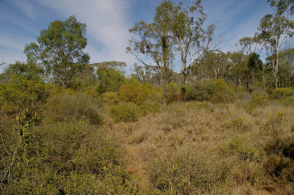 Softwood scrub with Eucalyptus cambageana and Acacia harpo… Flickr