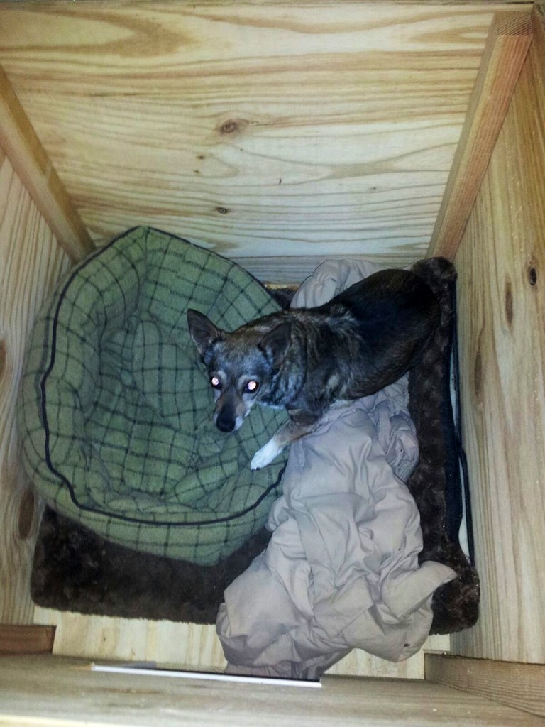 Wolfie loves the dog house. AngryJulieMonday Flickr