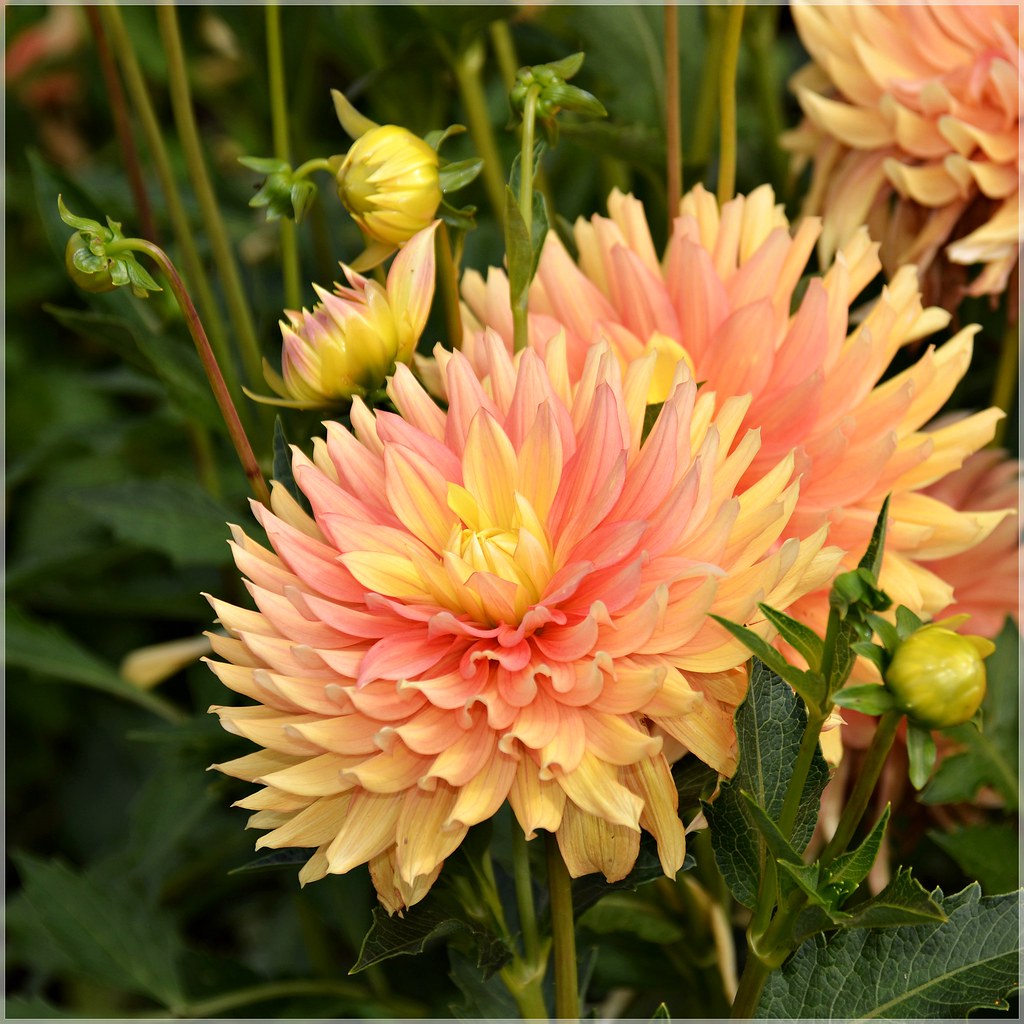 CANDLELIGHT Dahlias in the field 8 24 2013 CANDLELIGHT Dah… Flickr