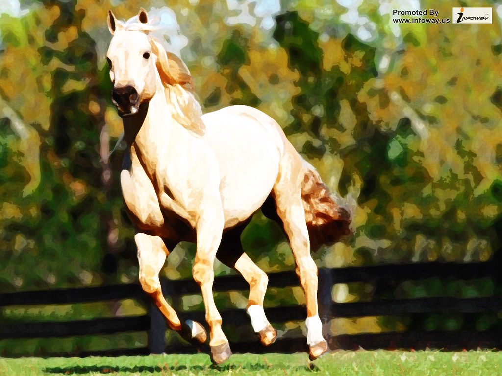 Romeo, Quarter Horse Romeo, Quarter Horse Bryan Adams Flickr