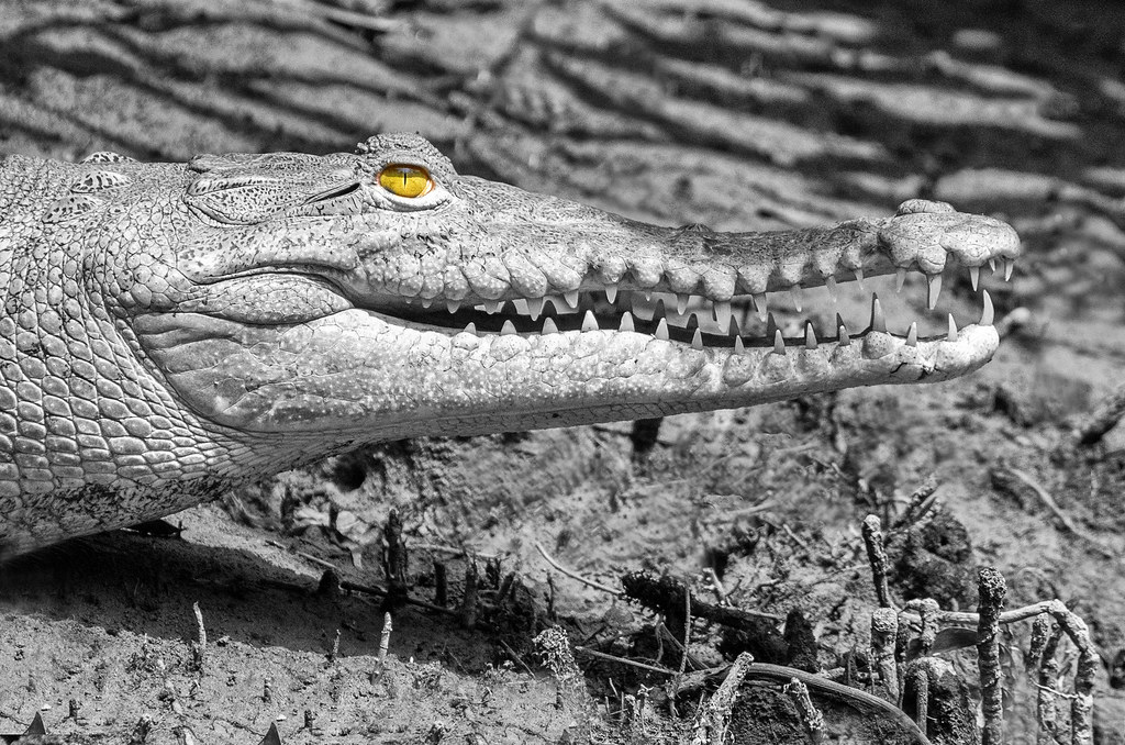 Eye of the Crocodile THE CROCODILE'S TOOTHACHE by Shel Sil… Flickr