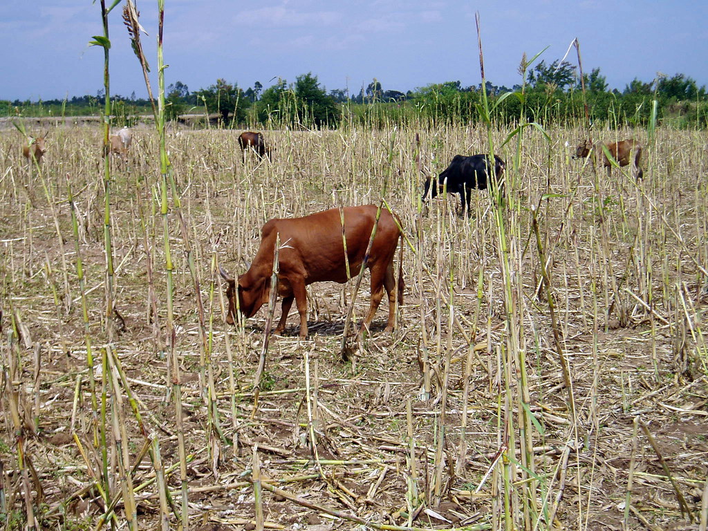 Cattle graze on stubble stalk residues sus… Flickr