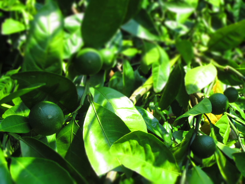 Satsuma Season ClairedeSoleil Flickr