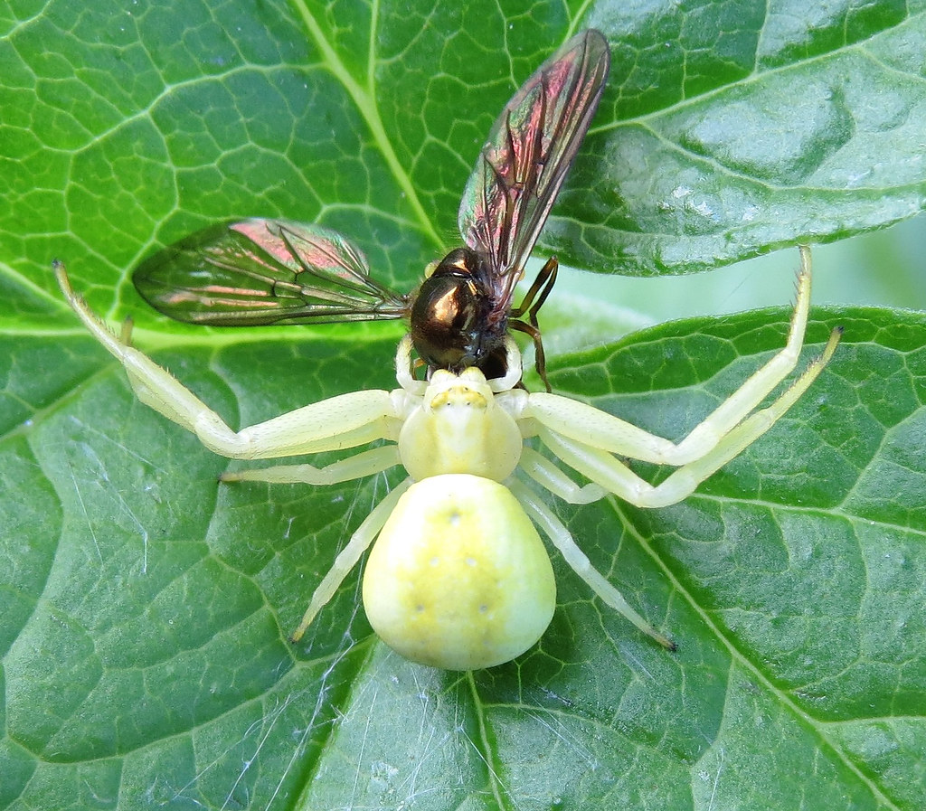 Misumena vatia female Buckfastleigh, Devon 2013c Flickr