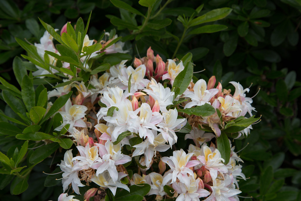 Red's Rhodies Oregon Native Rhododendrons 石南花 Return t… Flickr