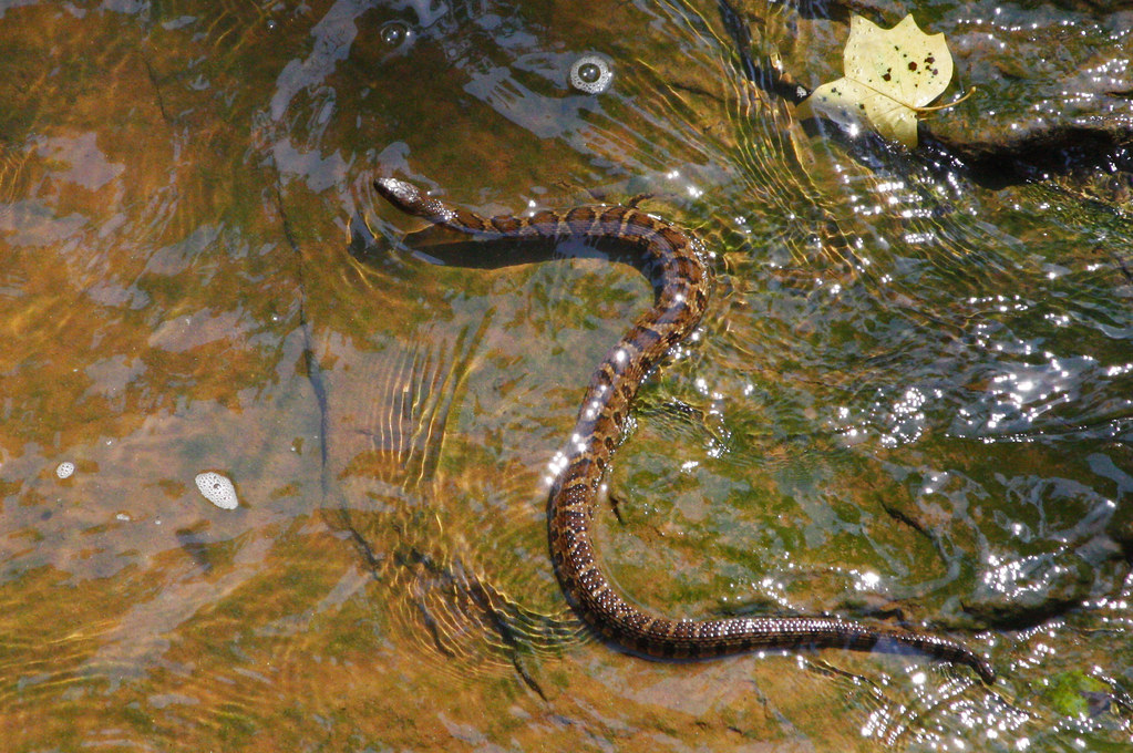 Swimming Northern Water Snake Water snakes love to hang ou… Flickr
