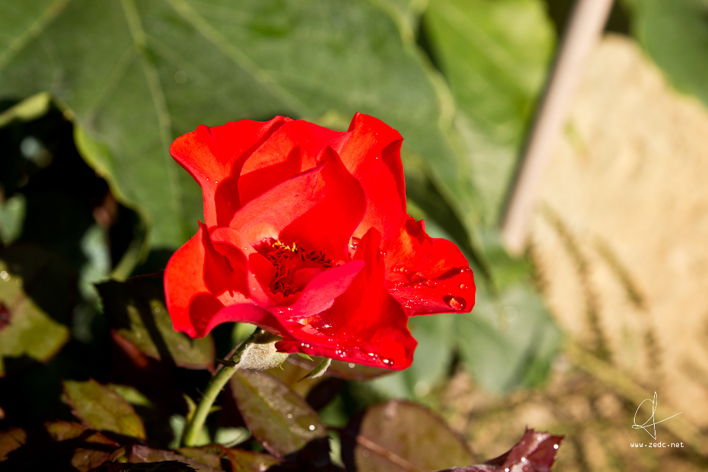 Mignonne, allons voir si la rose / Qui ce matin avait desc… Flickr