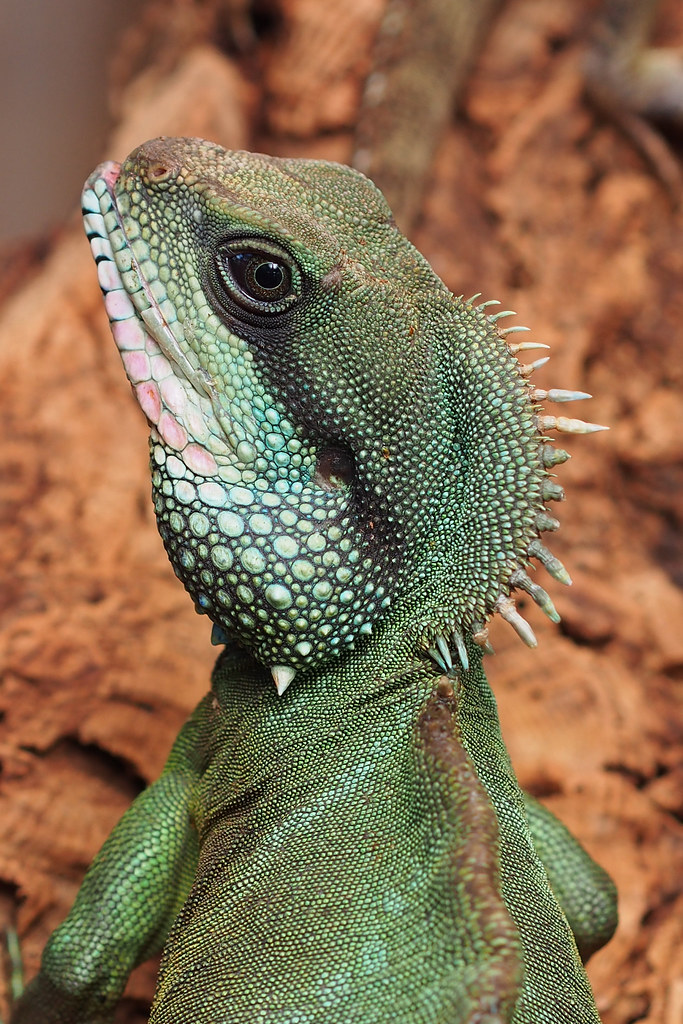 Zéphyr Mâle Dragon d'eau chinois Chinese water dragon (P… Flickr