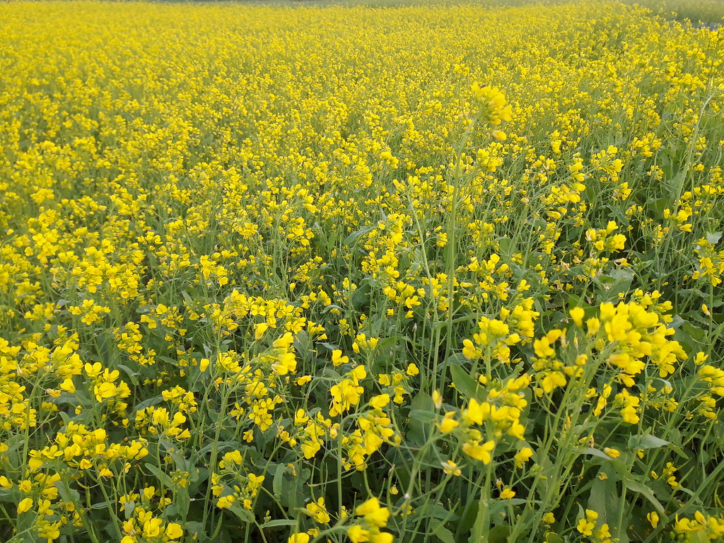 Mustard flowers (সরিষা ফুল) Mustard flowers (সরিষা ফুল) … Flickr