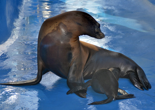 Nace una cría de león marino (Rancho Texas Lanzarote Park)… Flickr