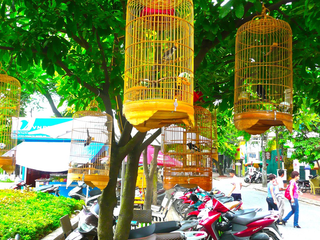 Birdies Bird cages hang everywhere in Hanoi, with the soun… Flickr