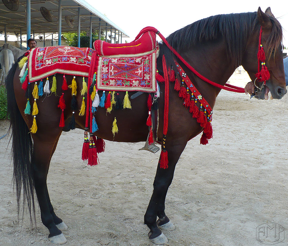 Arabian Horse, Manama, Bahrain Adam Ehm Flickr