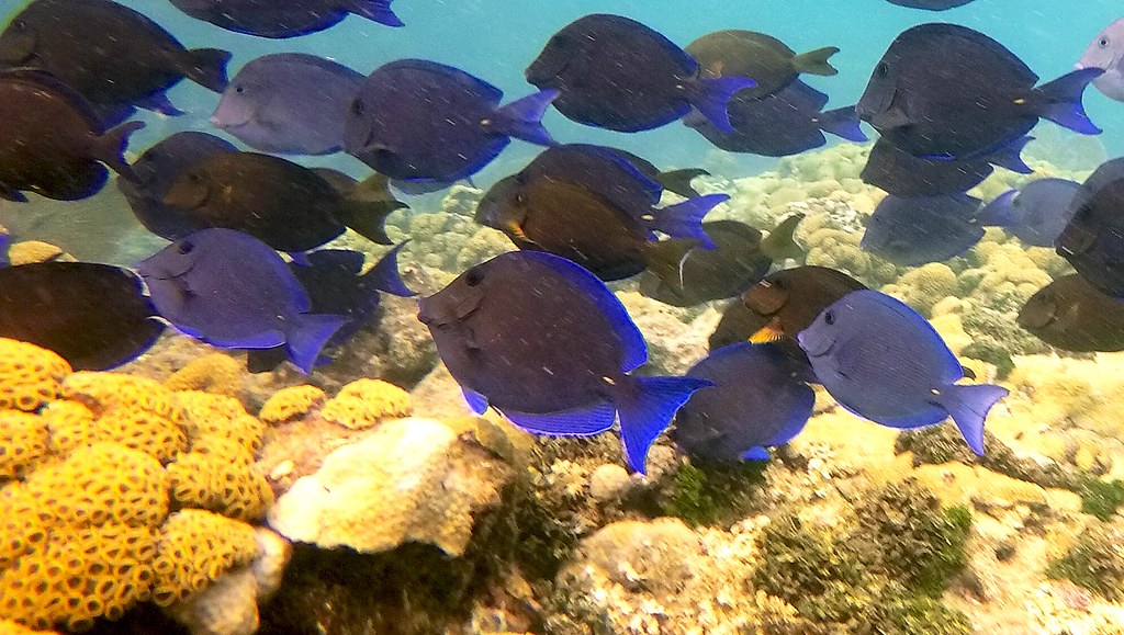 Snorkeling Looe Key in the Florida Keys Snorkeling Looe Ke… Flickr