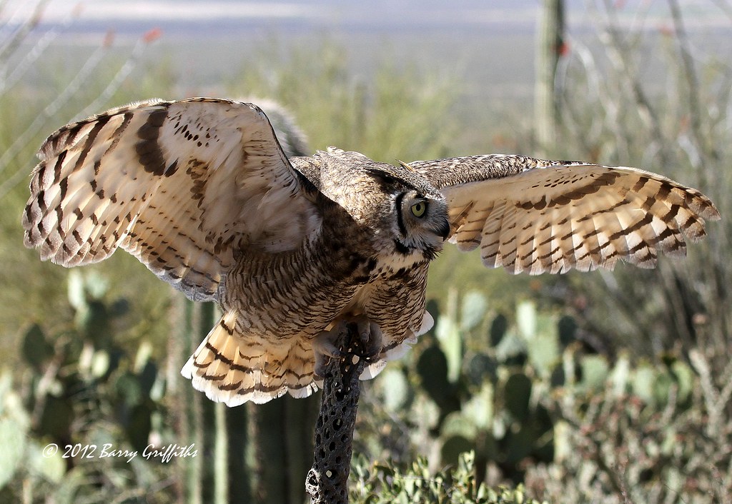 Great Horned Owl, ArizonaSonora Desert Museum Great Horne… Flickr
