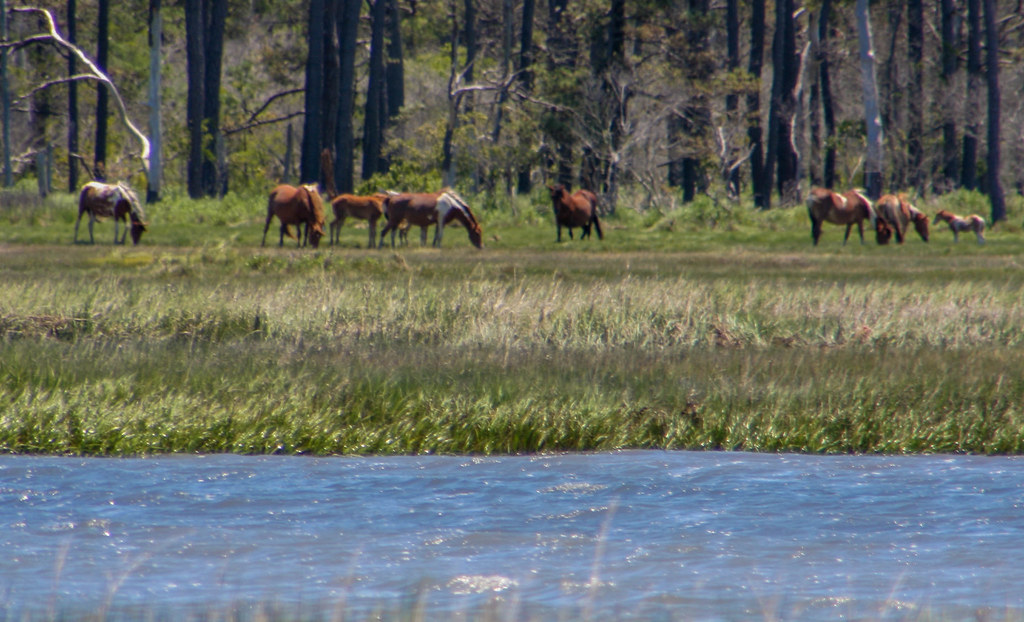 Chincoteague Ponies Scot Close Flickr