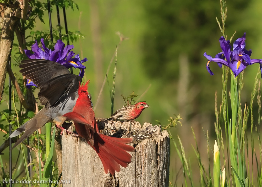 10_MG_9545crop Cardinal,Finches Hazel Erikson Flickr