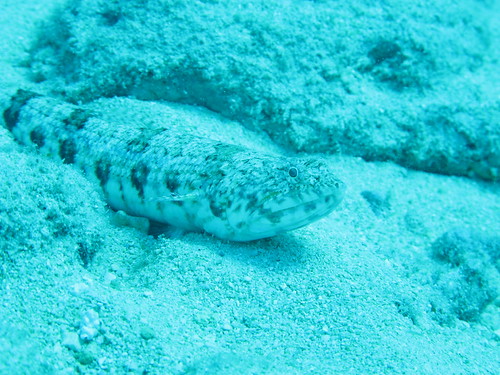 Hawaiian Lizardfish FISHBIO Flickr