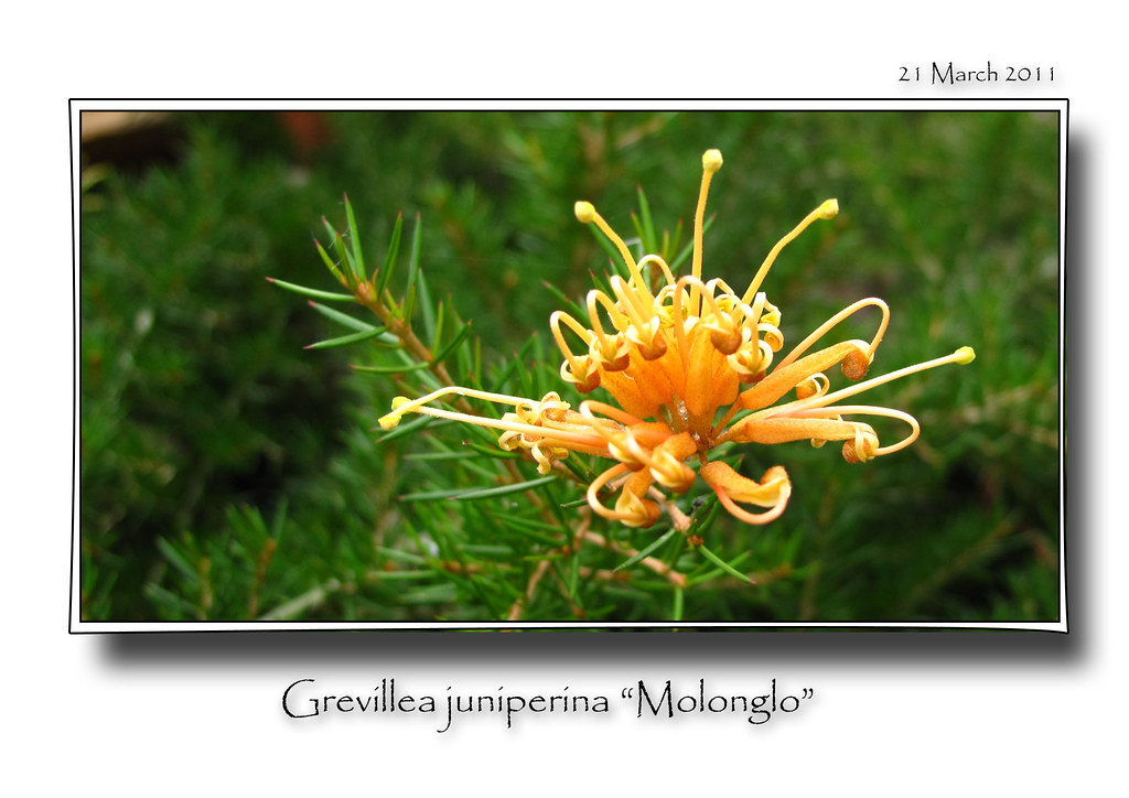 Grevillea juniperina Molonglo Debster 271 Flickr
