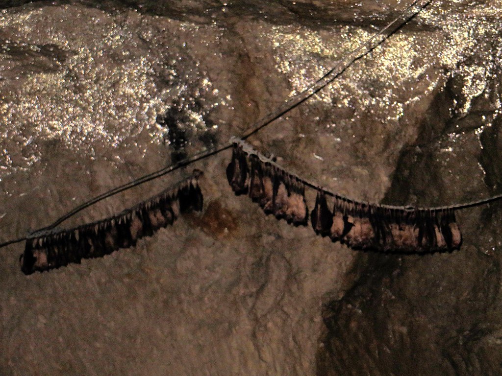 Beer Quarry Caves, England Fledermäuse / Bats damingoglasgow Flickr