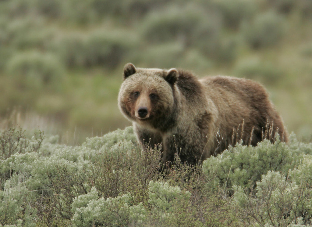 Grizzly bear Grizzly bears in Yellowstone National Park hi… Flickr