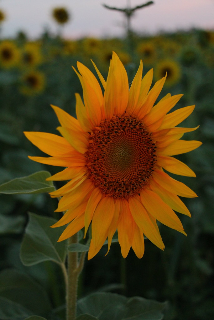 Sunflower In a field in Platteville Wisconsin. James Flickr
