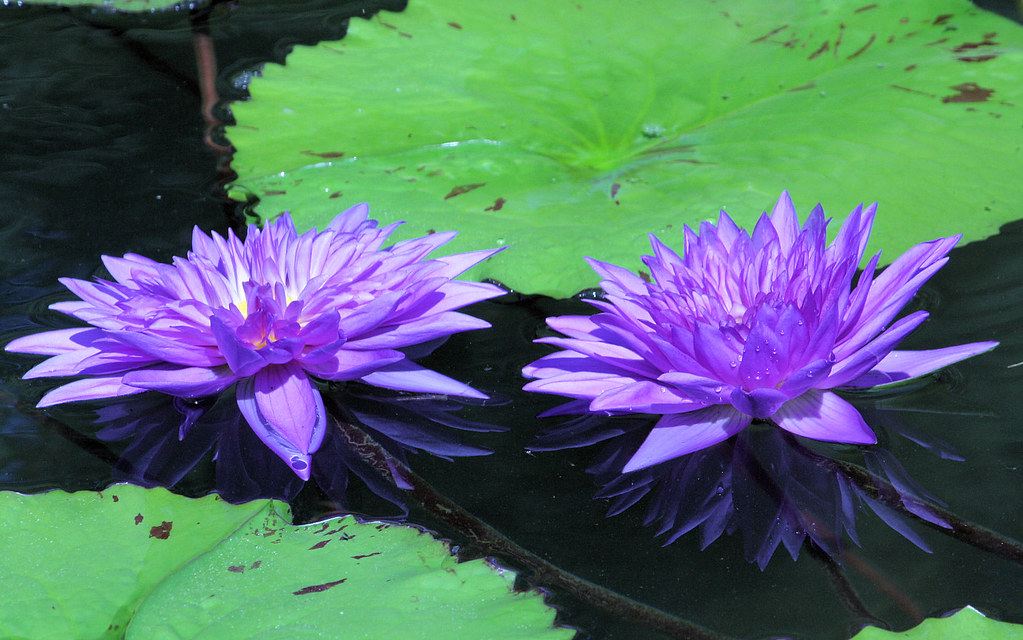 Water Lily NC Sue Flickr