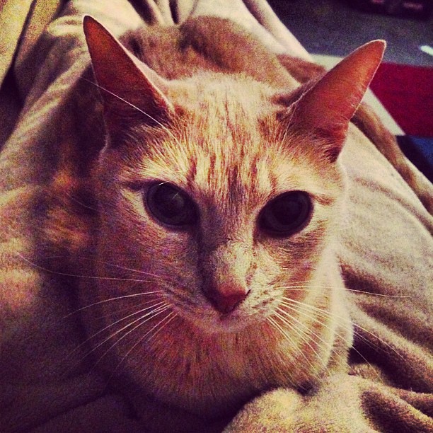 Cat Loaf at Sea. catnews forresterandjoel catloaf Flickr
