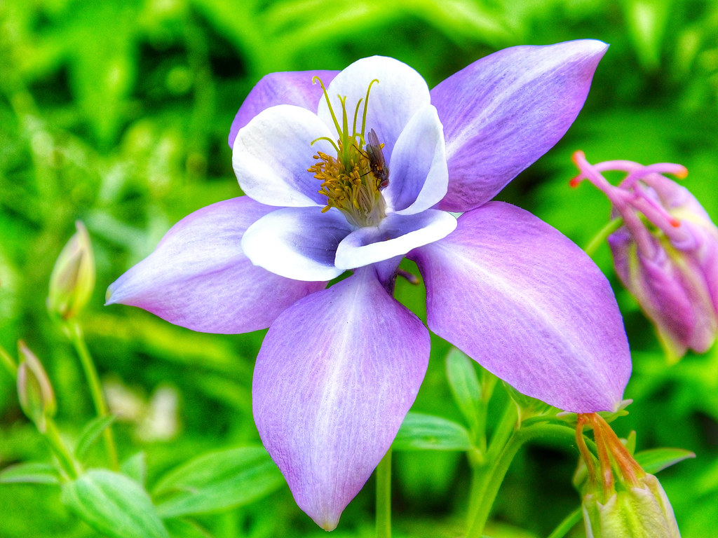 Fly And A Lovely Flower (Banff, Canada. Gustavo Thomas © 2… Flickr