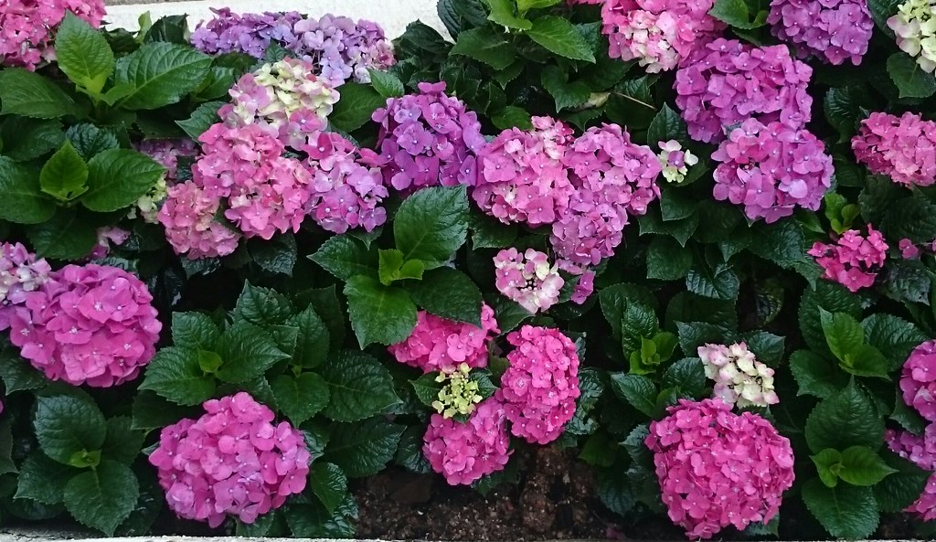 Million Flower million flower plant masttsam Flickr