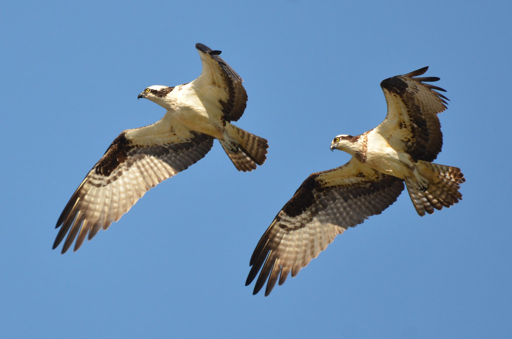 Synchronized Ospreys Two ospreys fly together in unison du… Flickr