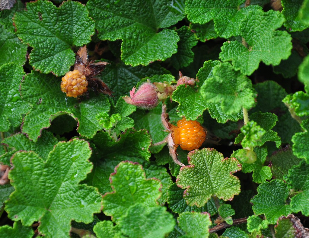 Creeping Raspberry Creeping Raspberry (Rubus calycinoides)… Flickr