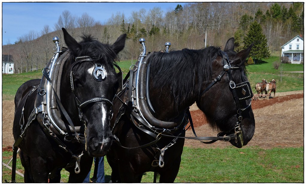 039 copy Percherons, Planting Day, Northville Farm Heritag… Flickr