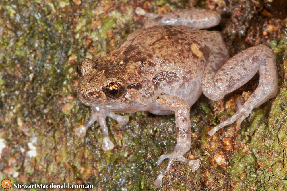 Northern ornate nurseryfrog (Cophixalus ornatus) Northern… Flickr