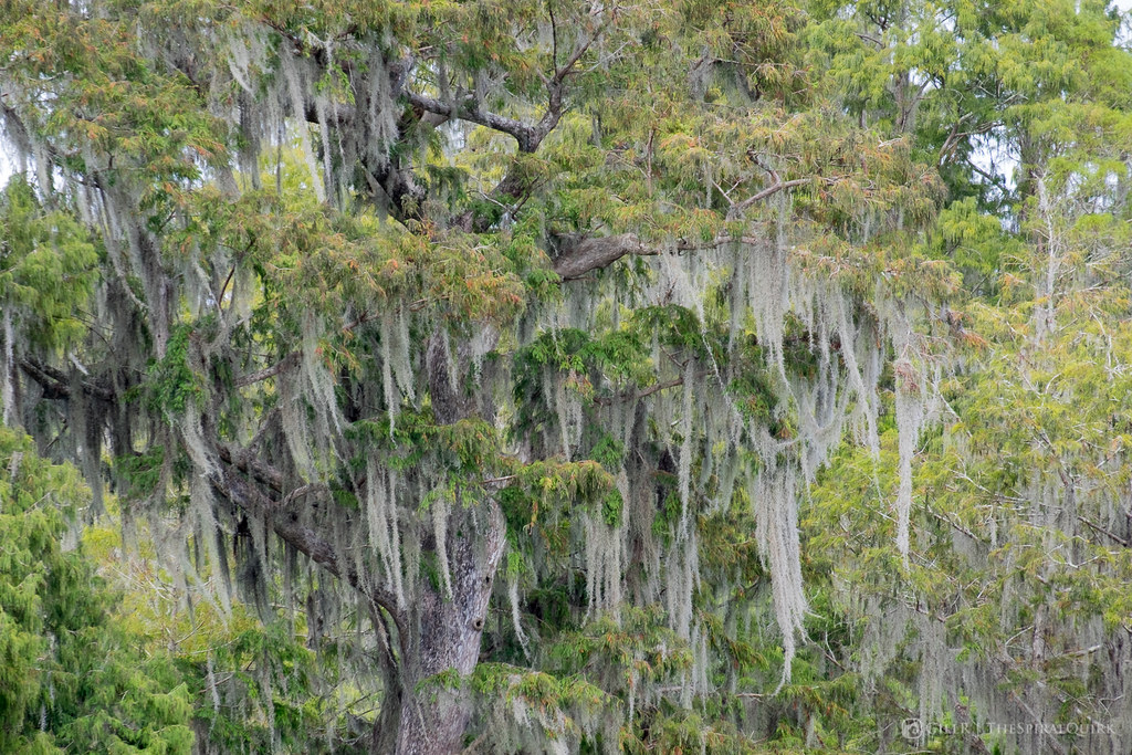 Fantasy Tree Lettuce Leaf Park, Tampa, Florida. Oct 2016. Gill_R