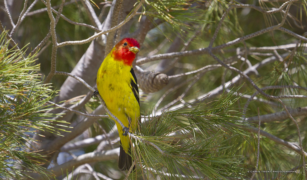 20150509_117677_Western Tanager CT_Imagery Flickr