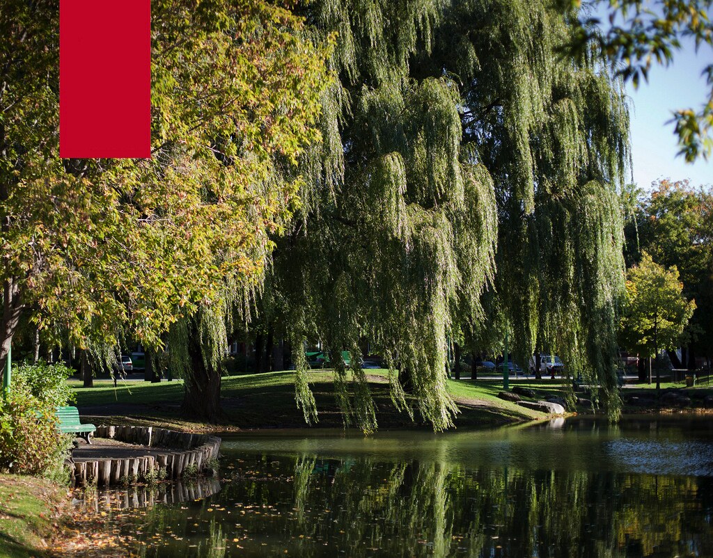 Outremont Condo, Outremont Real Estate Montreal Condo New Condo Montreal McGill Real Estate