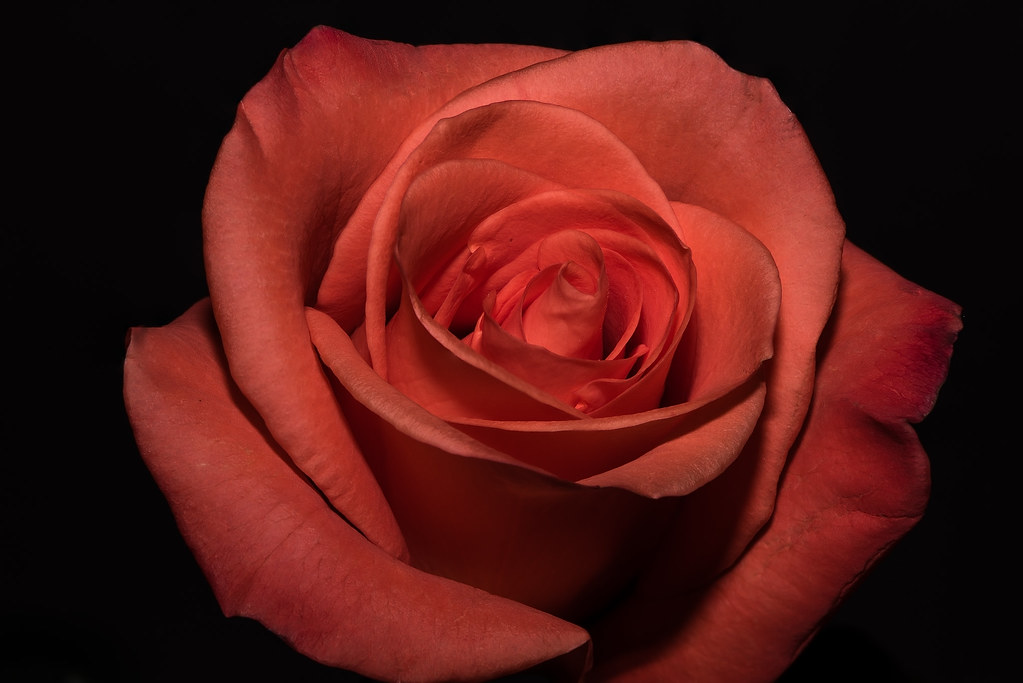 Coral Rose Meaning of a Coral Rose Desire, Enthusiasm, Hap… Flickr