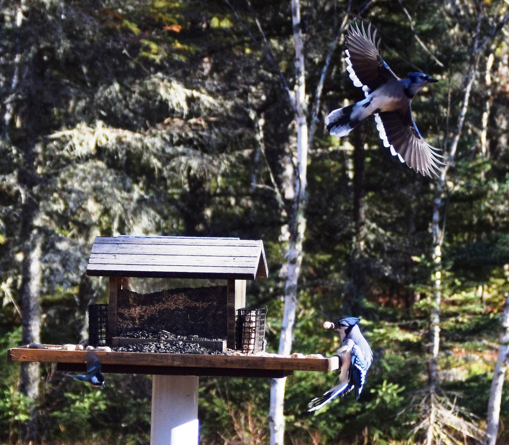 À vol d'oiseau Comme disait saint François d'Assise dans s… Flickr