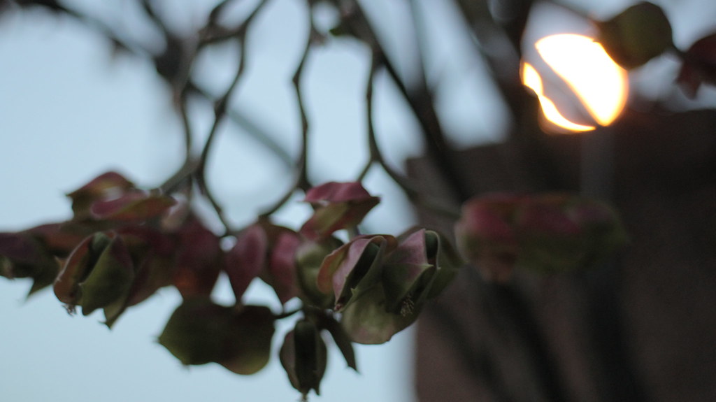 Morning in Palolo Olympus Zuiko AutoS 50mm f/1.8 hunting ghosts