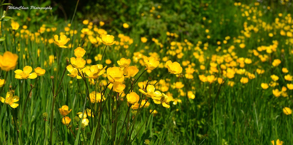 Buttercups Everywhere.psd whitechairphotography Flickr