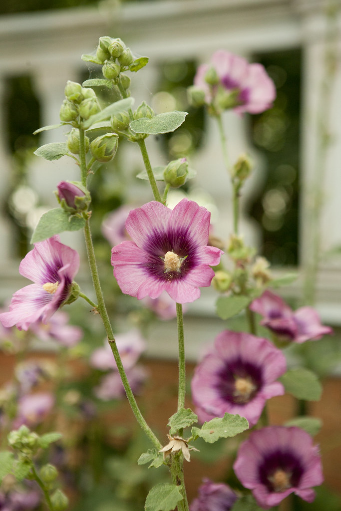 Pink flowers in The Italian Renaissance Garden. Photo by I… Flickr