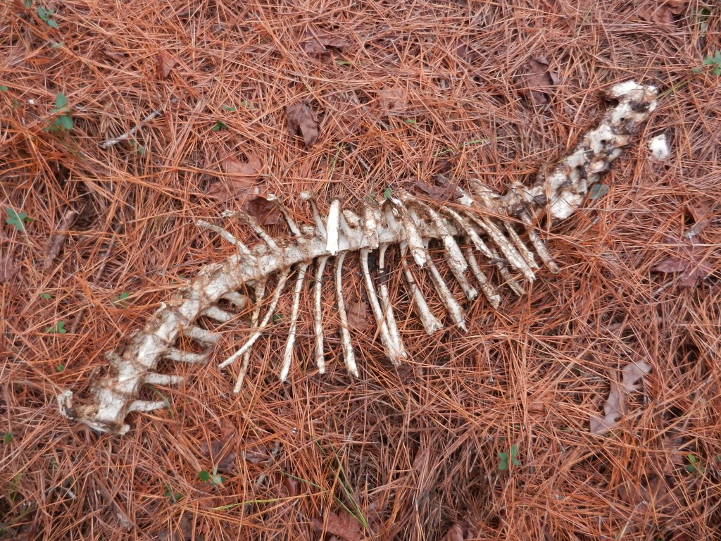 Deer Ribs & Spine a photo on Flickriver